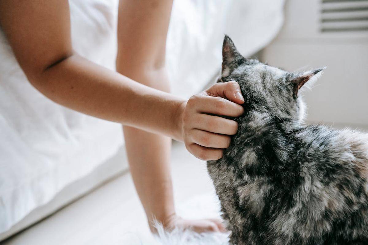 kucing (pexels.com/Sam Lion)