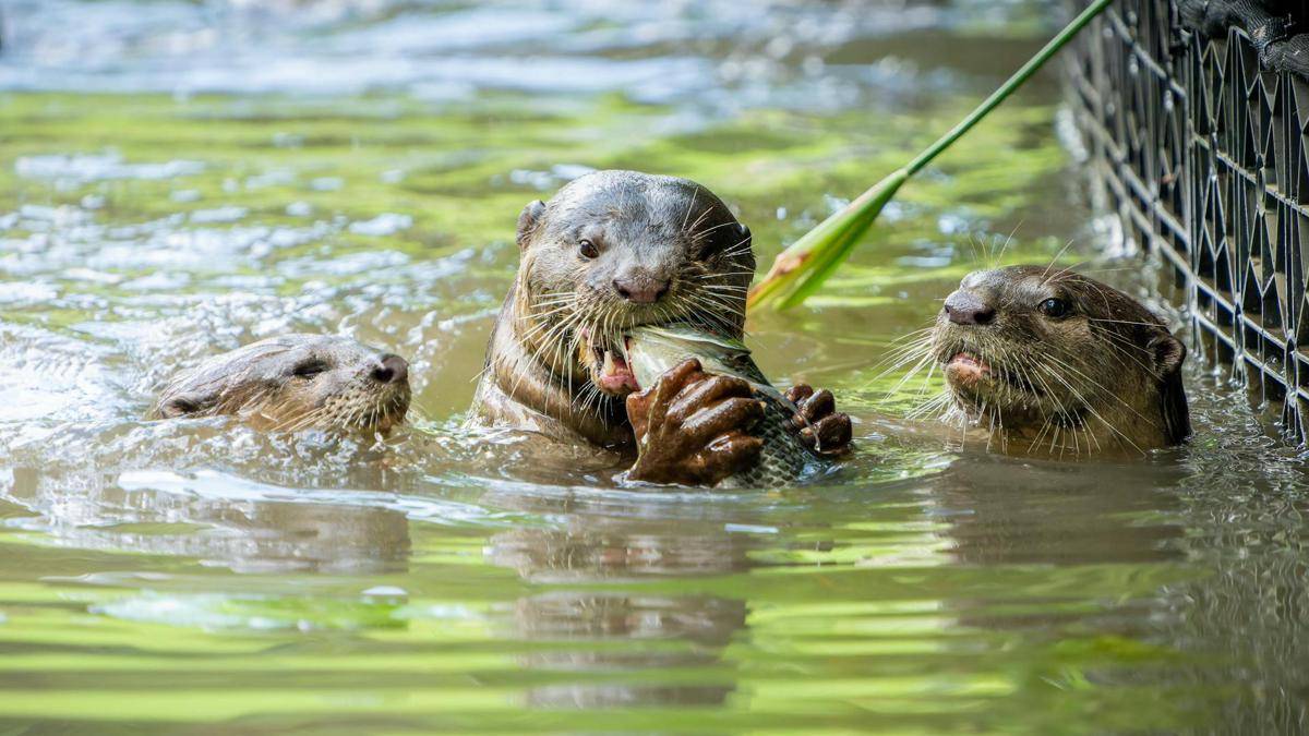 Otter dan Beaver