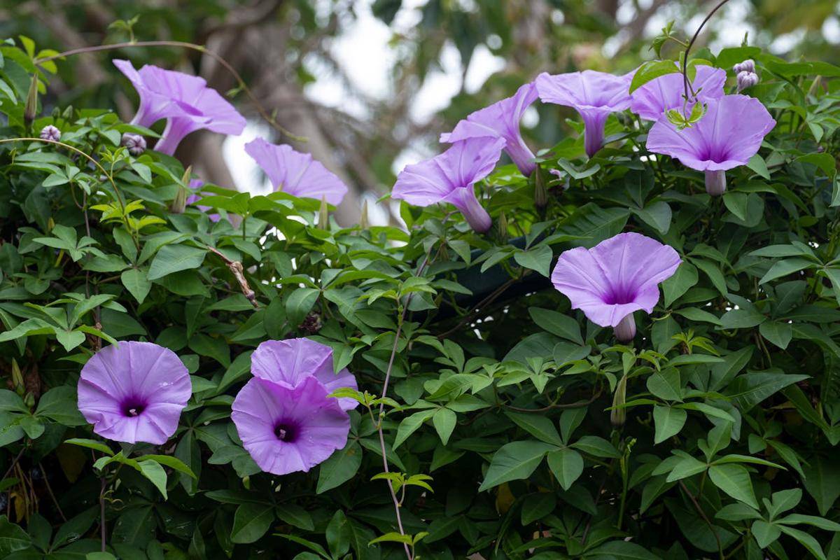 ilustrasi morning glory