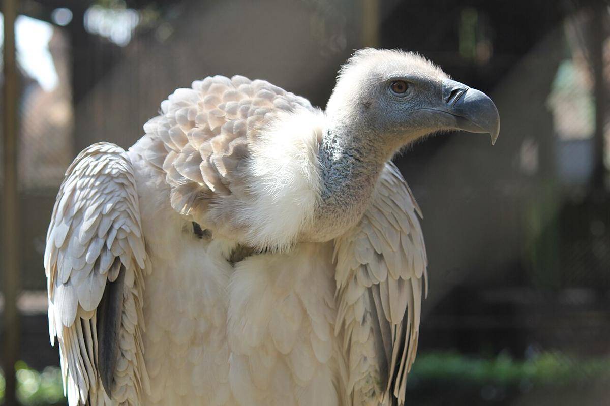 Cape Vulture