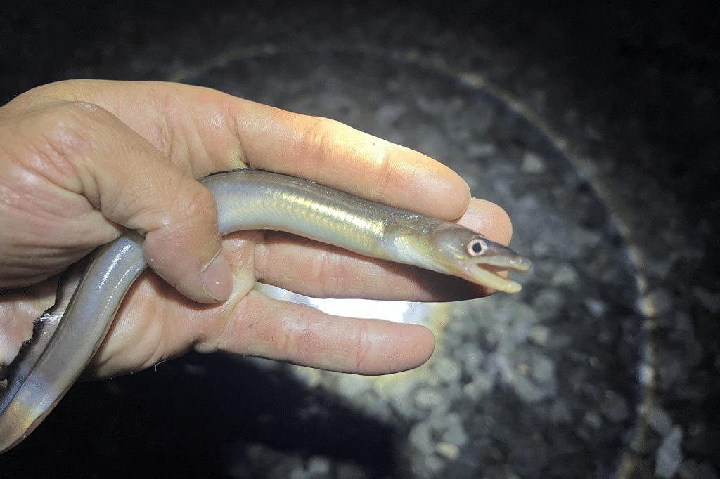 conger amerika (inaturalist.org/michael_zambardino)