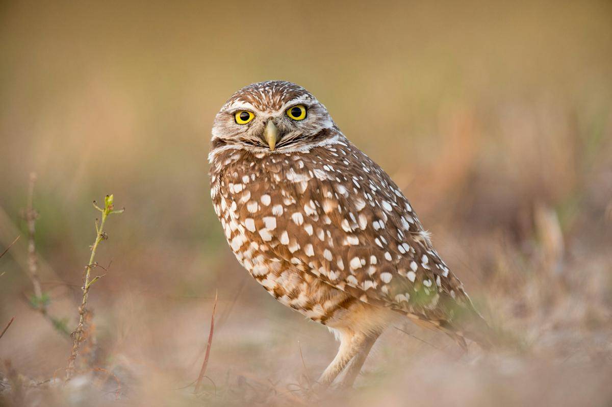Burung Hantu