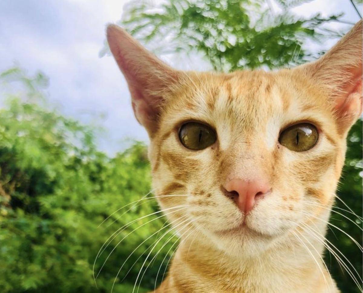 Kucing Arabian Mau