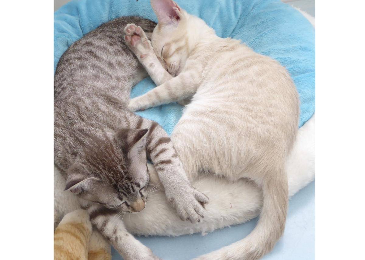 Kucing Australian Mist