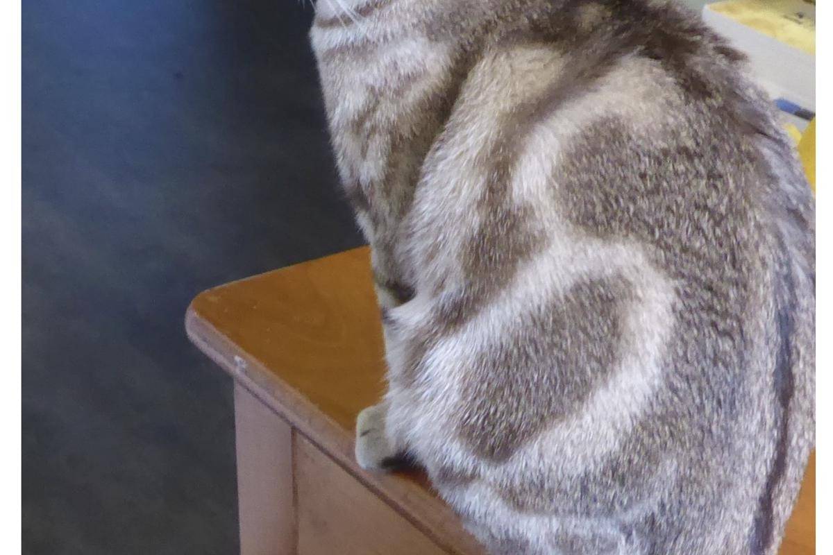 Kucing Australian Mist