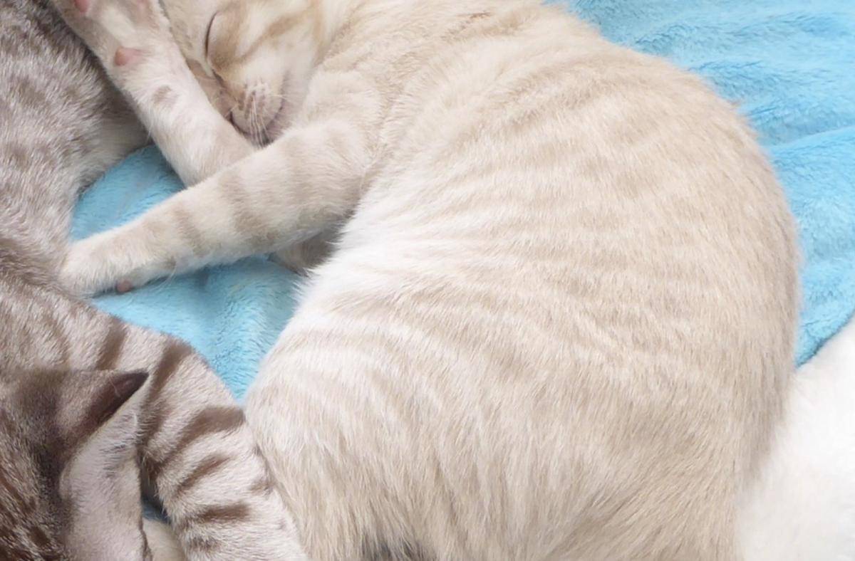 Kucing Australian Mist