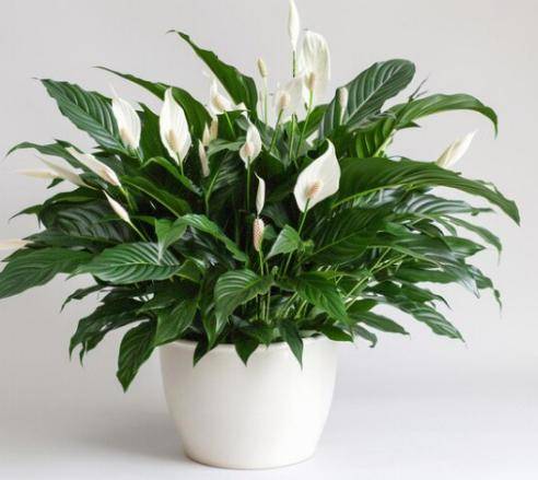 Tanaman hias Peace Lily (freepik.com/freedesign24hours)