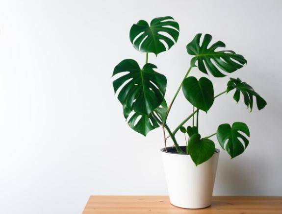 Tanaman hias monstera (freepik.com)