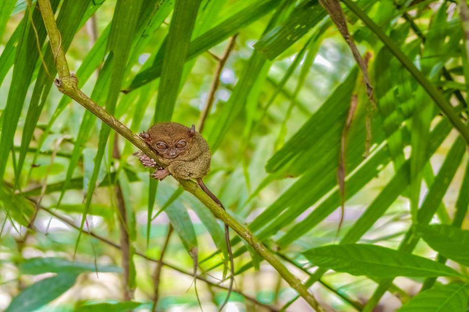 Tarsius Mentilin