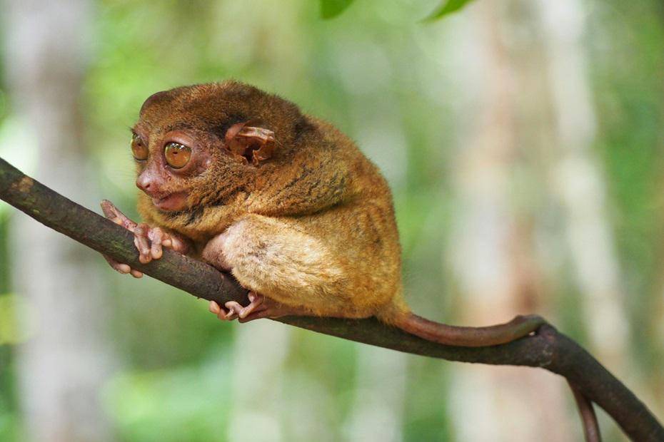 Tarsius Mentilin