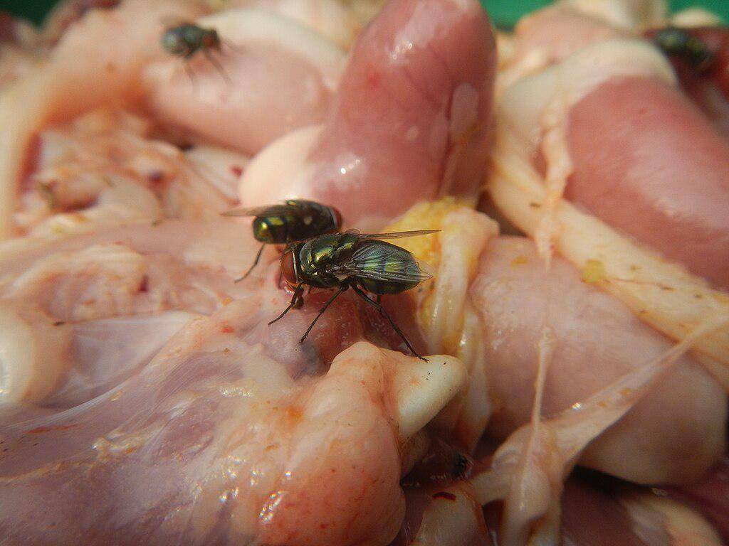 Lalat menempel di daging ayam mentah.