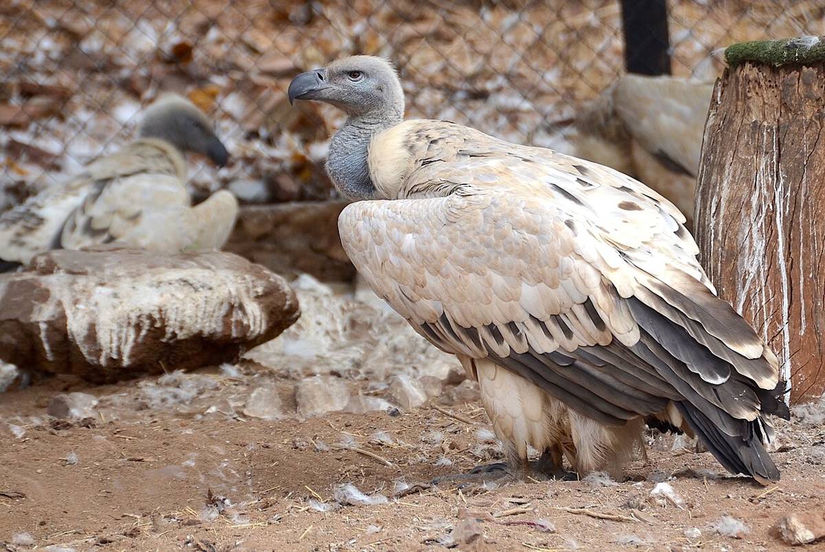 Cape Vulture