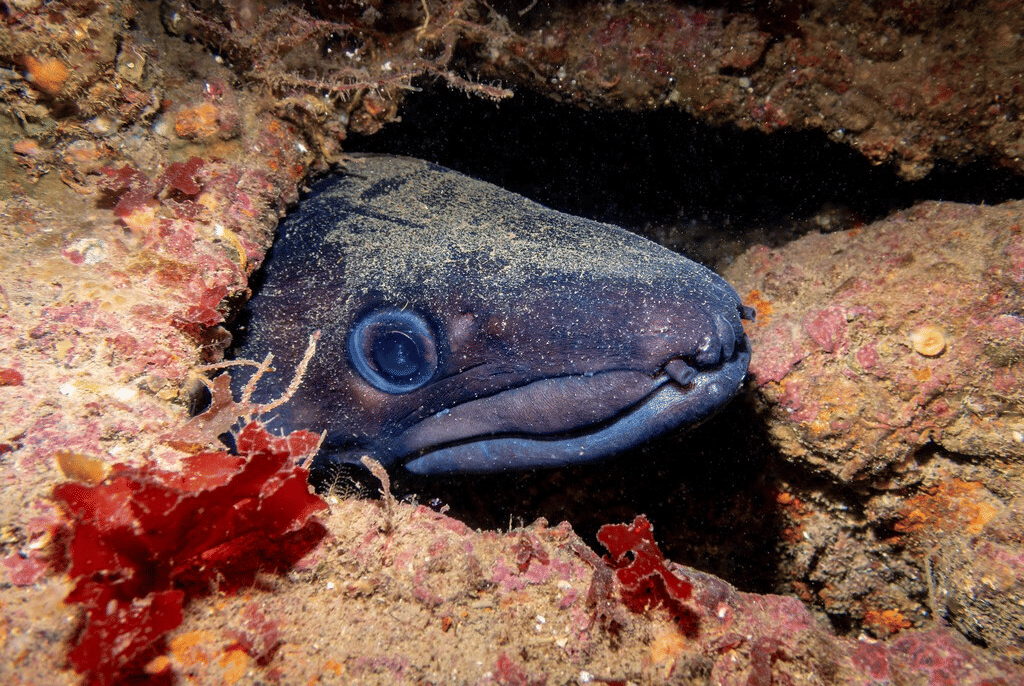 conger eropa (inaturalist.org/Libby Keatley)