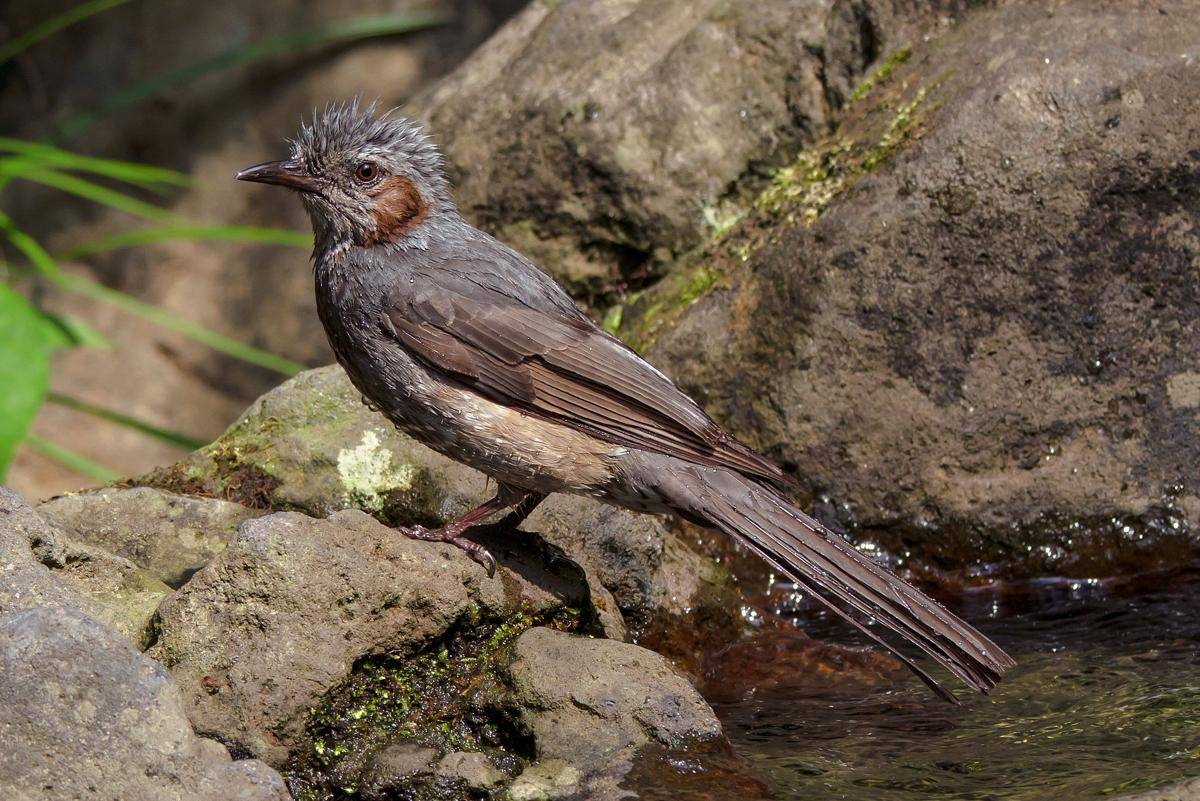 Bulbul Telinga Cokelat