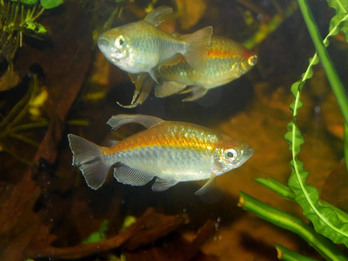 Ikan Kongo Tetra