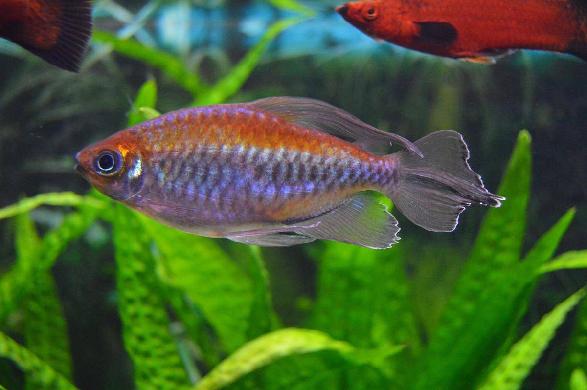 Ikan Kongo Tetra