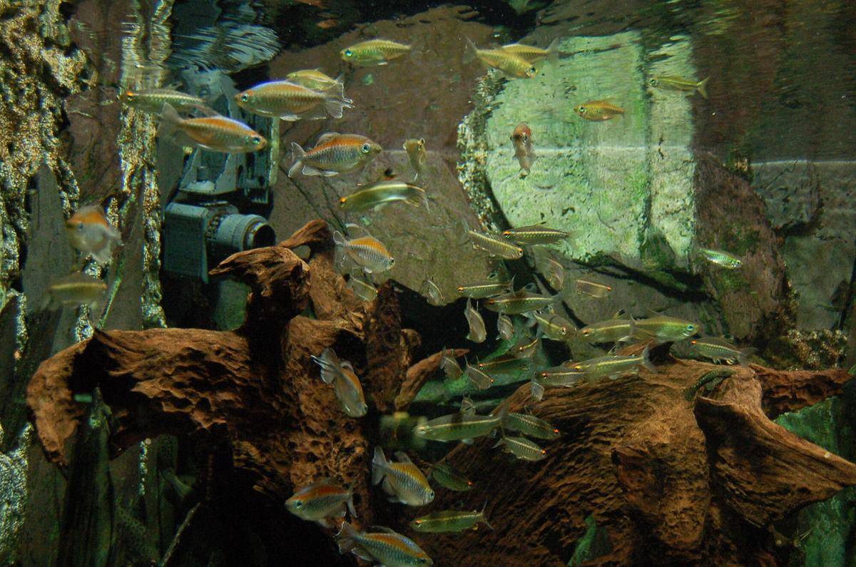 Ikan Kongo Tetra