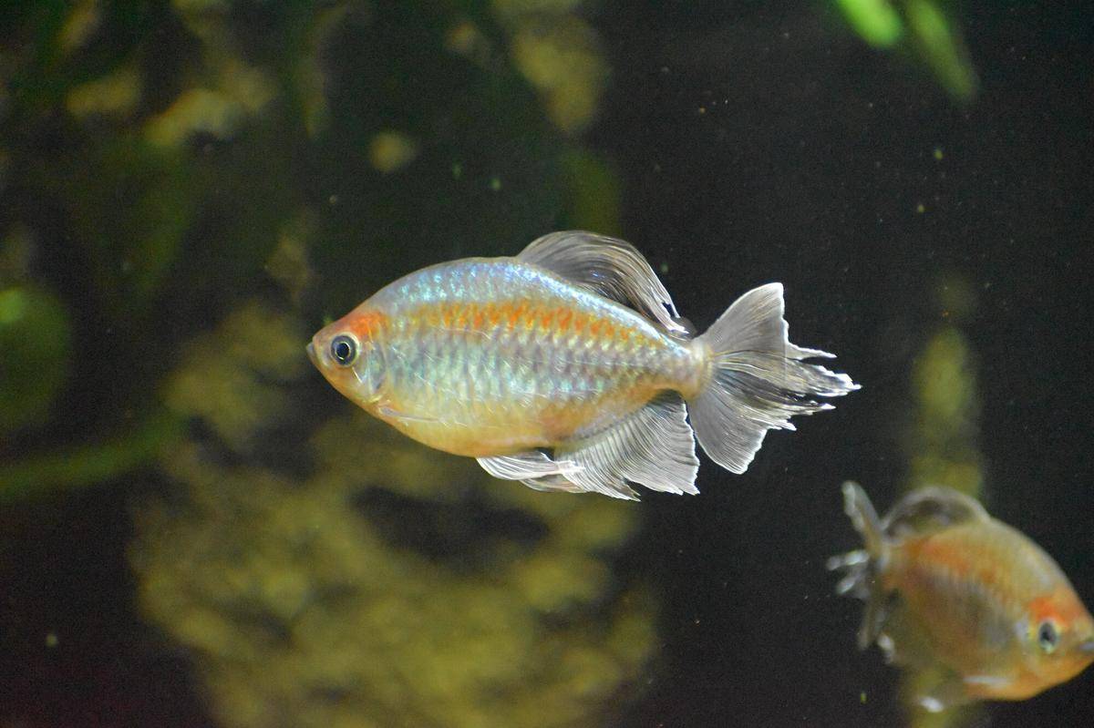 Ikan Kongo Tetra