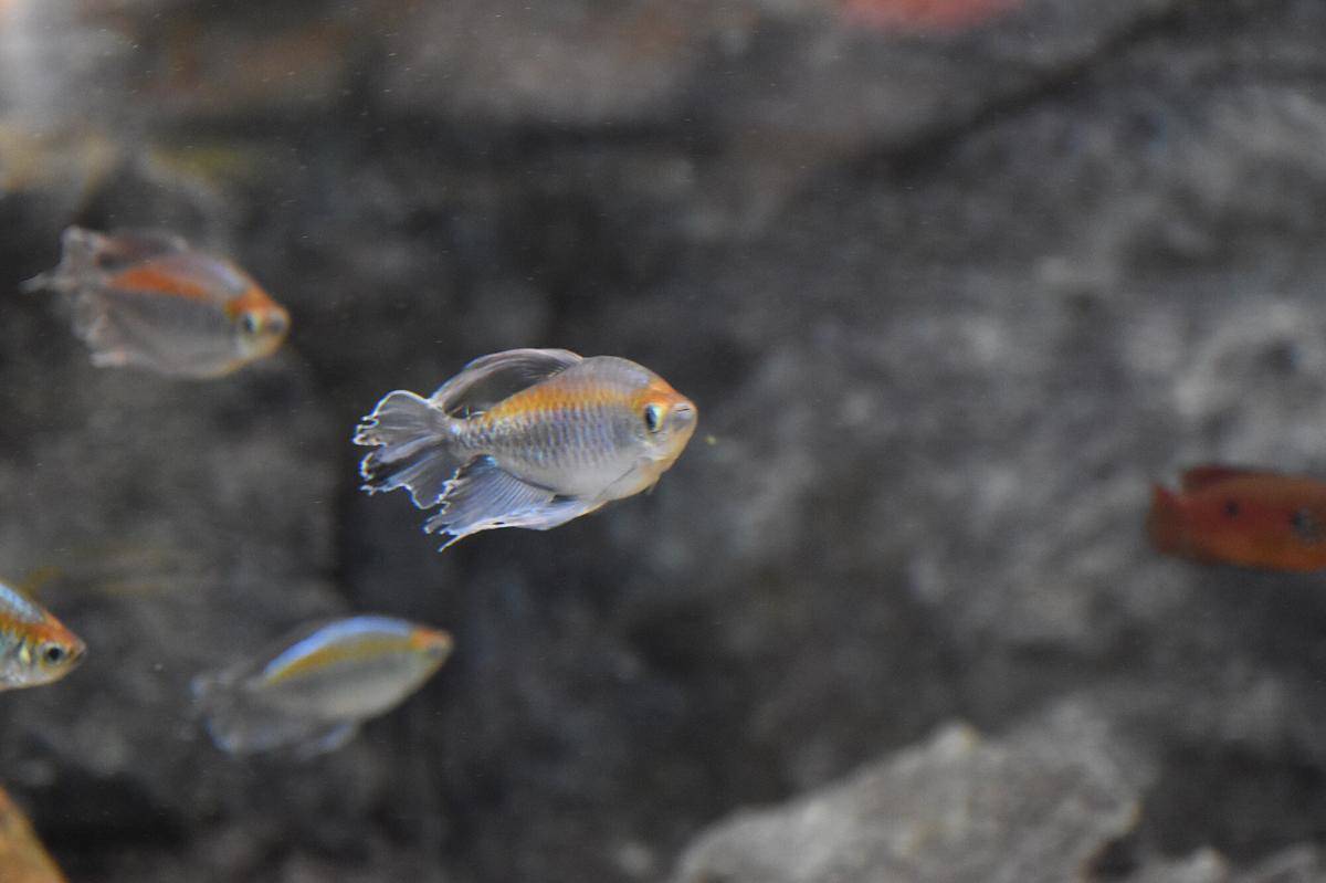 Ikan Kongo Tetra