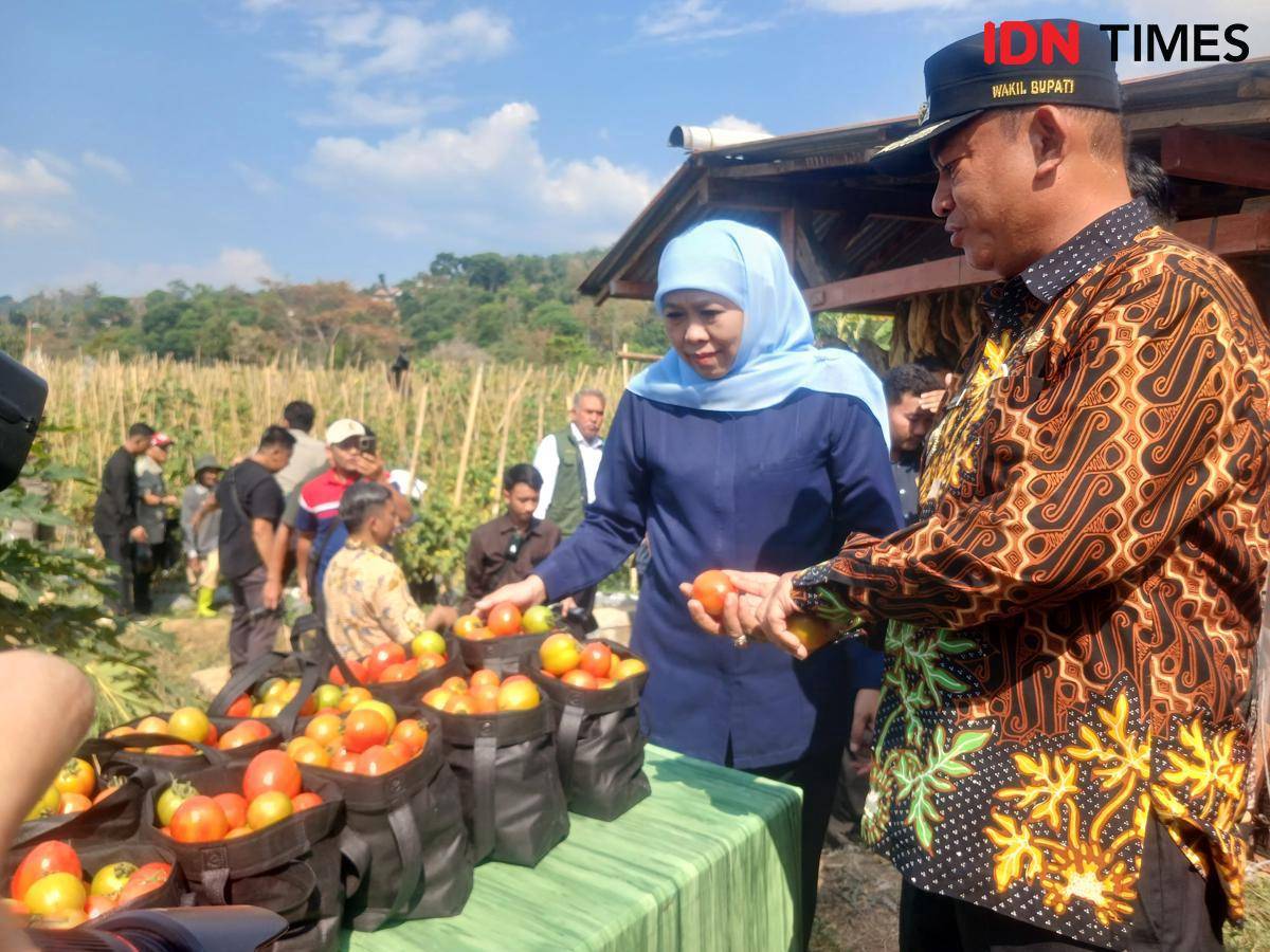 Khofifah borong 1,3 ton tomat petani Madiun. IDN Times/Riyanto.