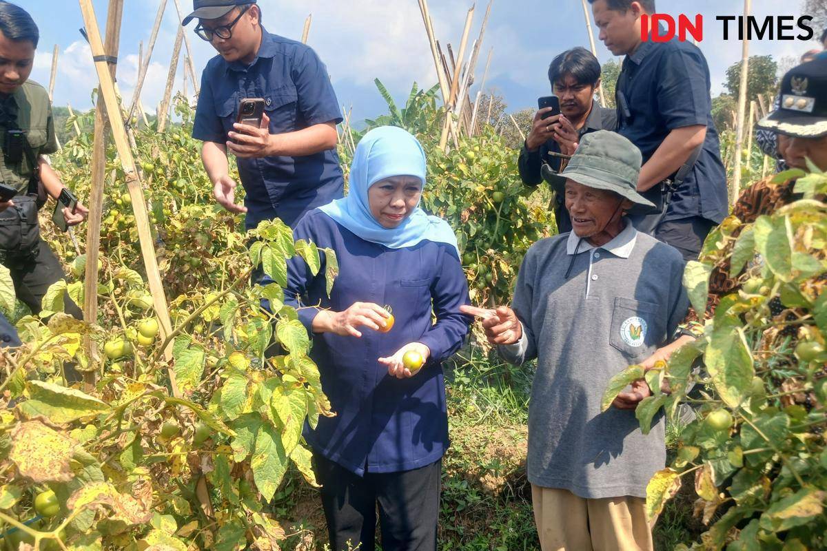 Khofifah borong 1,3 ton tomat petani Madiun. IDN Times/Riyanto.