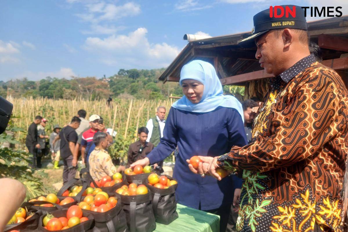 Khofifah borong 1,3 ton tomat petani Madiun. IDN Times/Riyanto.