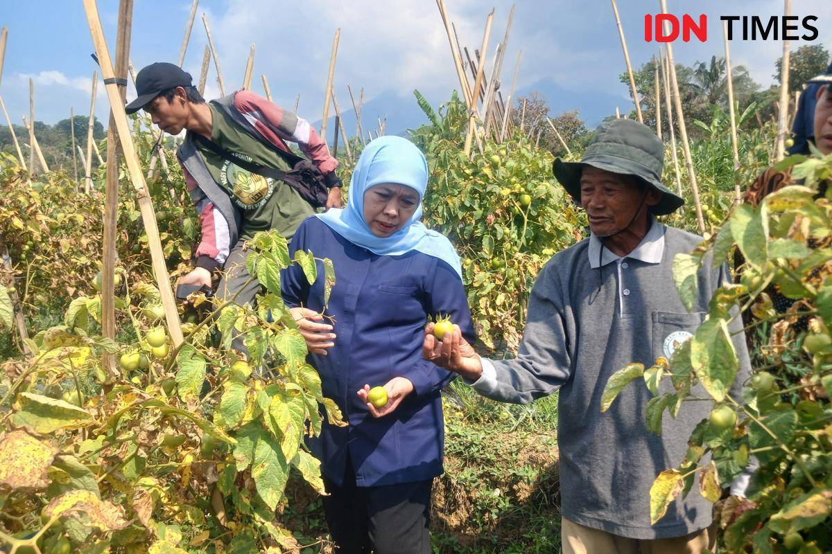 Khofifah borong 1,3 ton tomat petani Madiun. IDN Times/Riyanto.