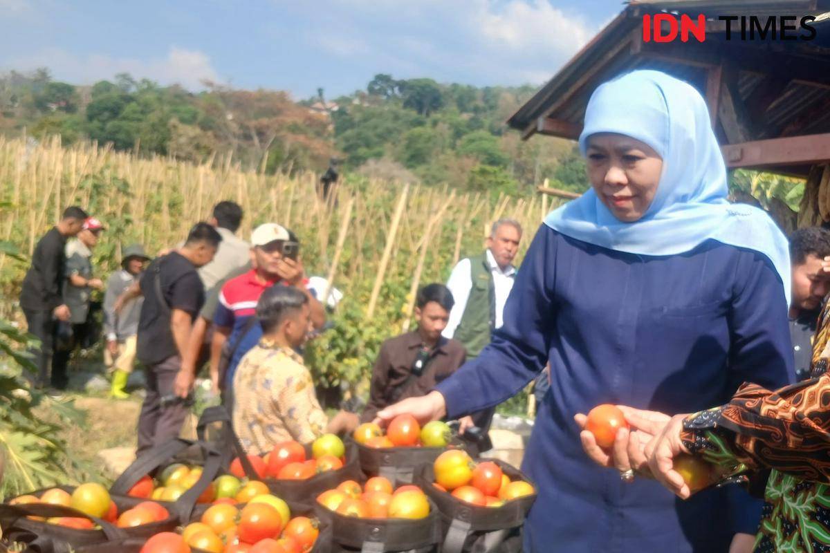 Khofifah borong 1,3 ton tomat petani Madiun. IDN Times/Riyanto.