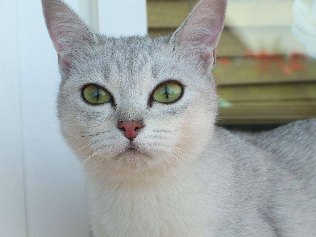kucing Burmilla