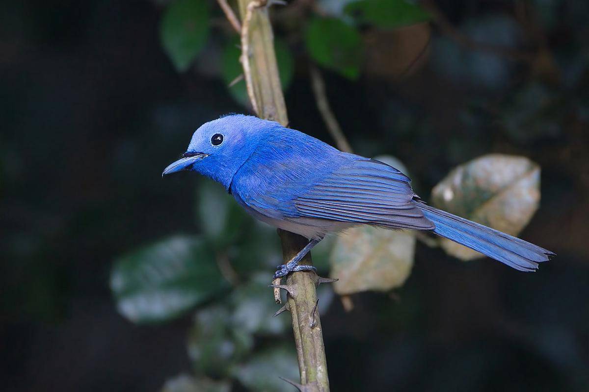 Burung Biru Cantik Asli Indonesia