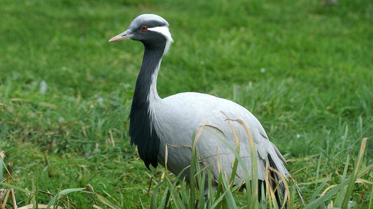 Demoiselle Crane