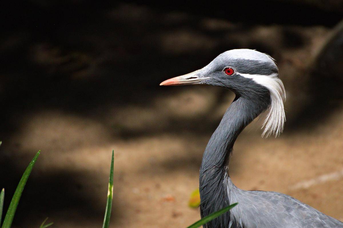 Demoiselle Crane