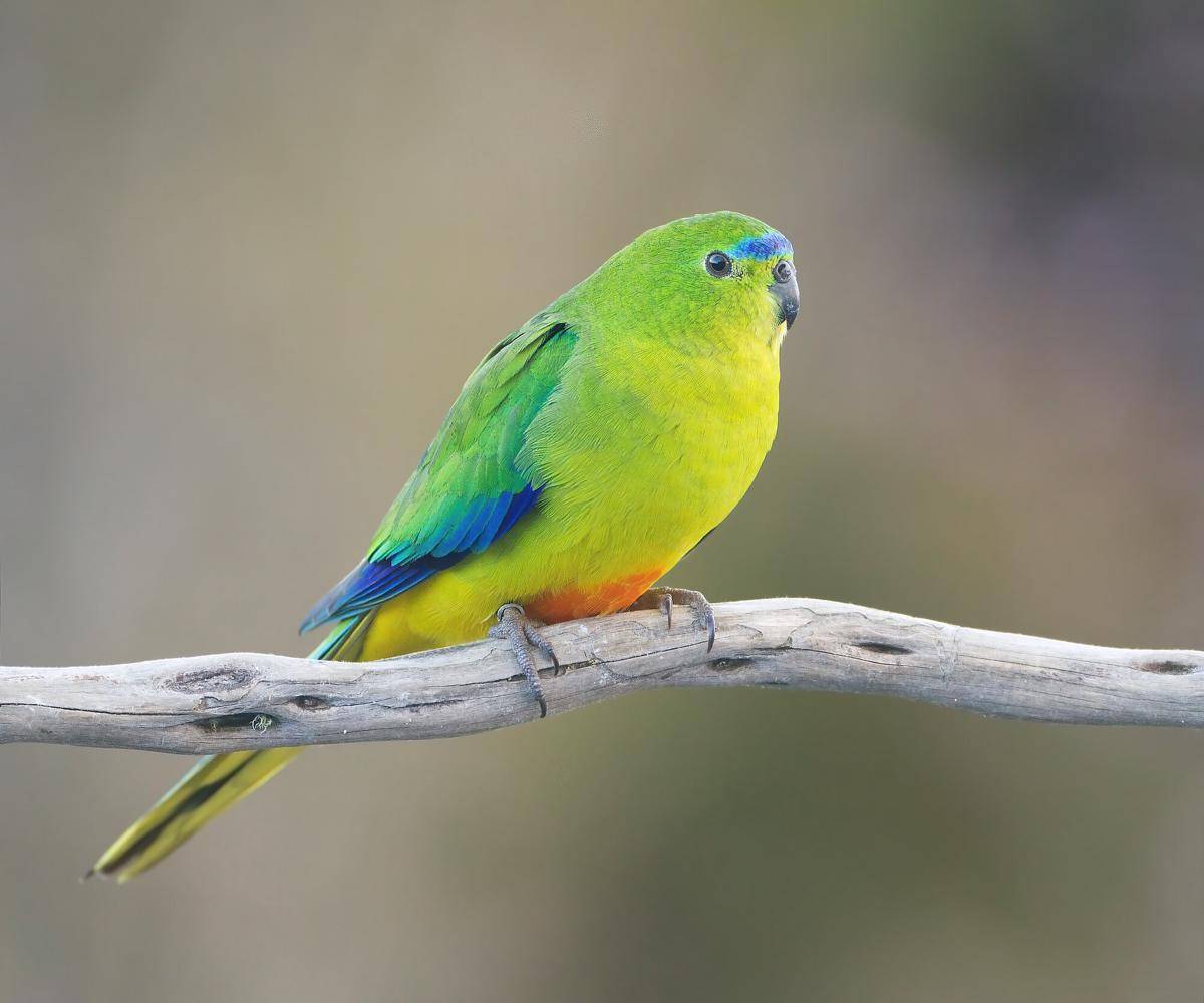 Orange Bellied Parrot