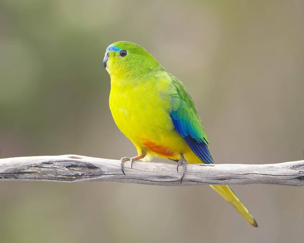 Orange Bellied Parrot