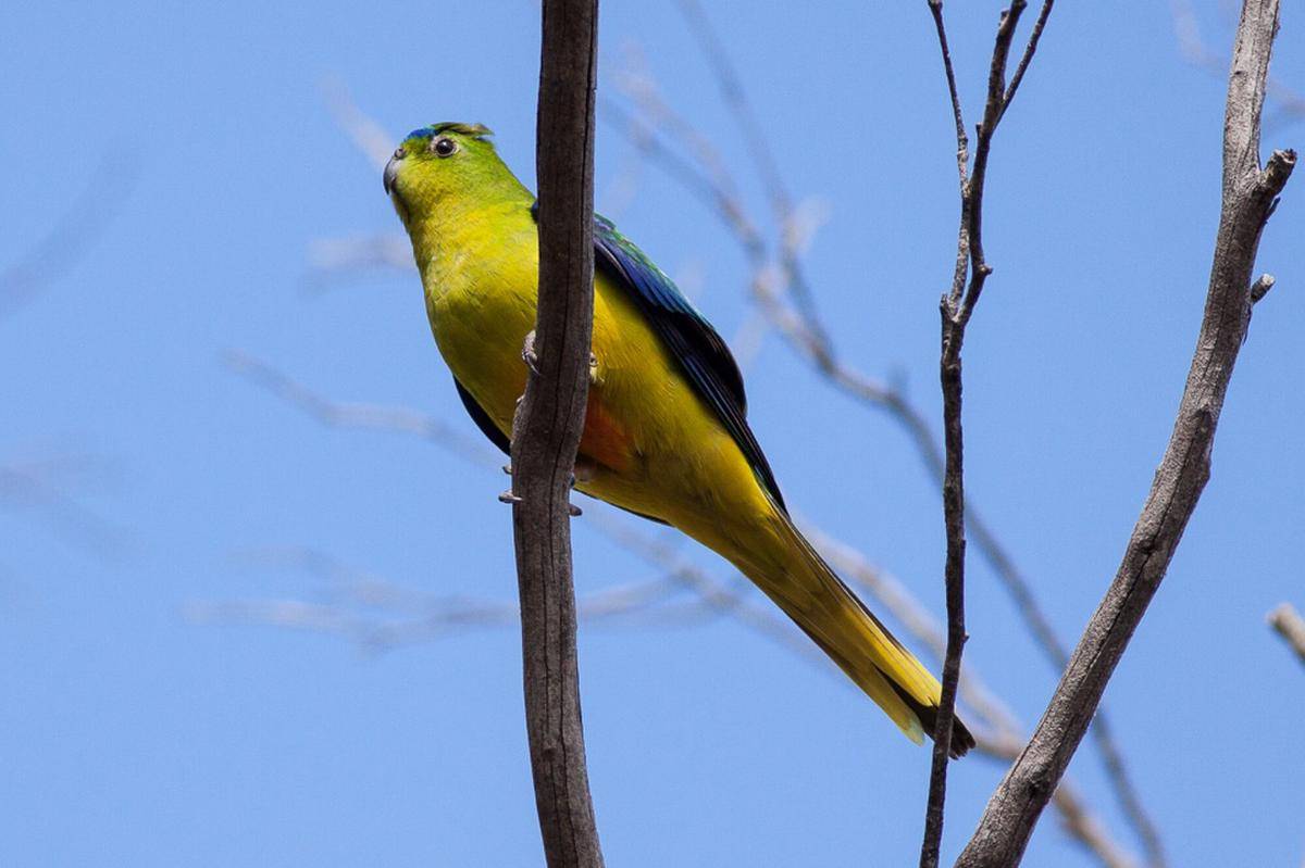 Orange Bellied Parrot