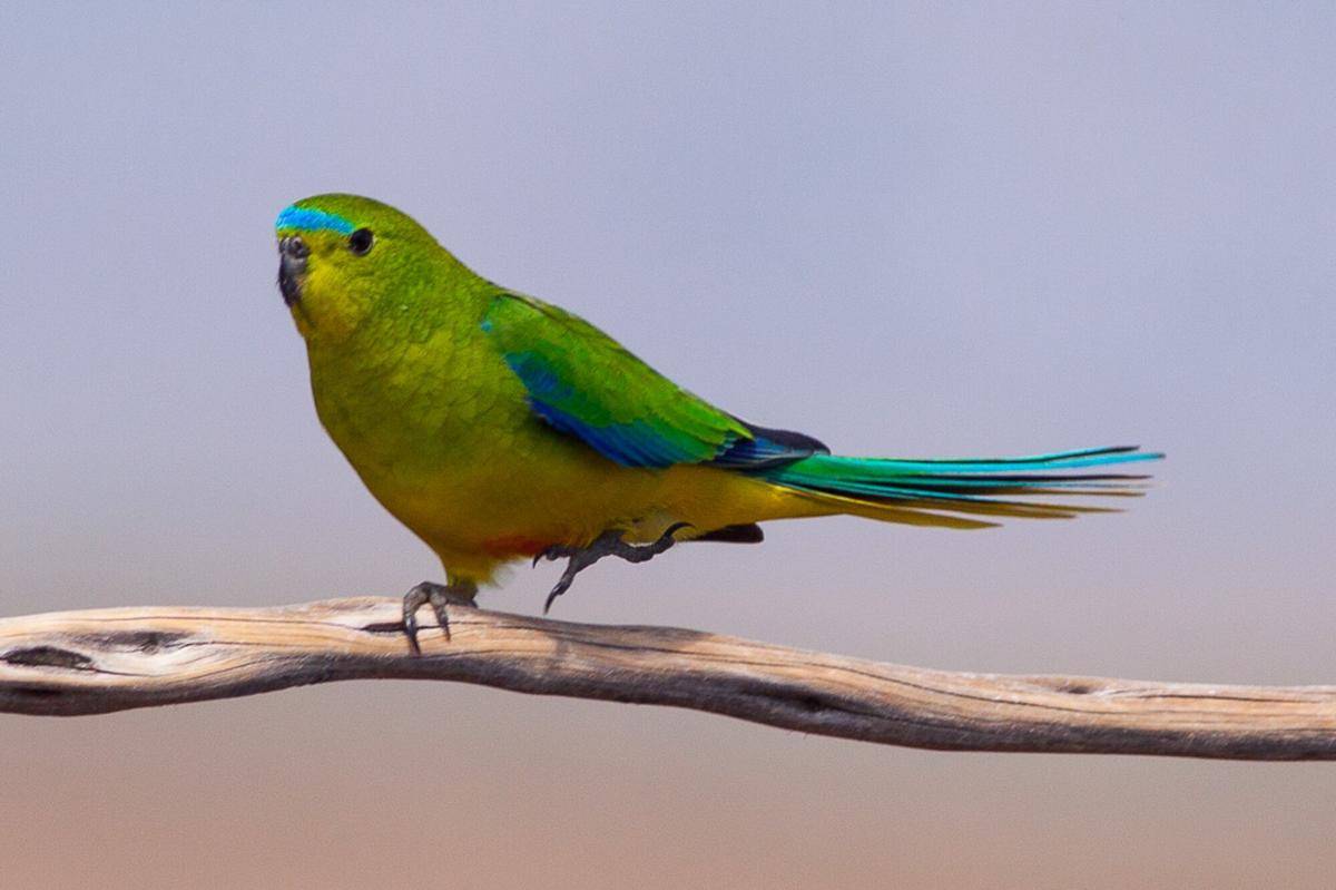 Orange Bellied Parrot
