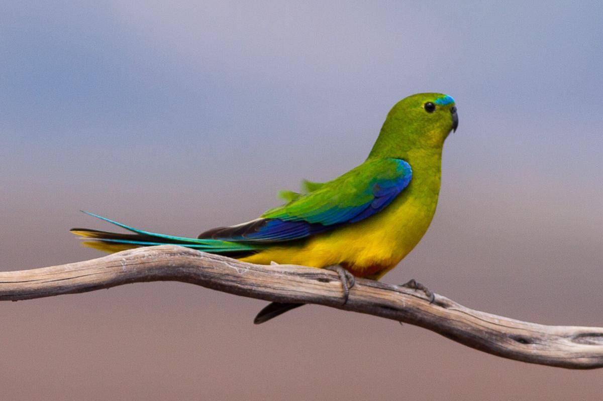 Orange Bellied Parrot