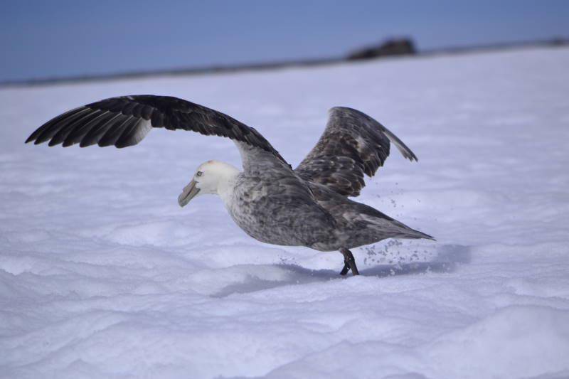 Petrel Raksasa Selatan