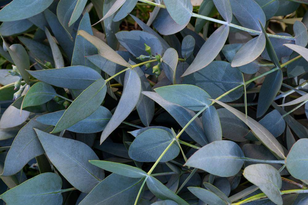 ilustrasi tanaman Eucalyptus (freepik.com/freepik)