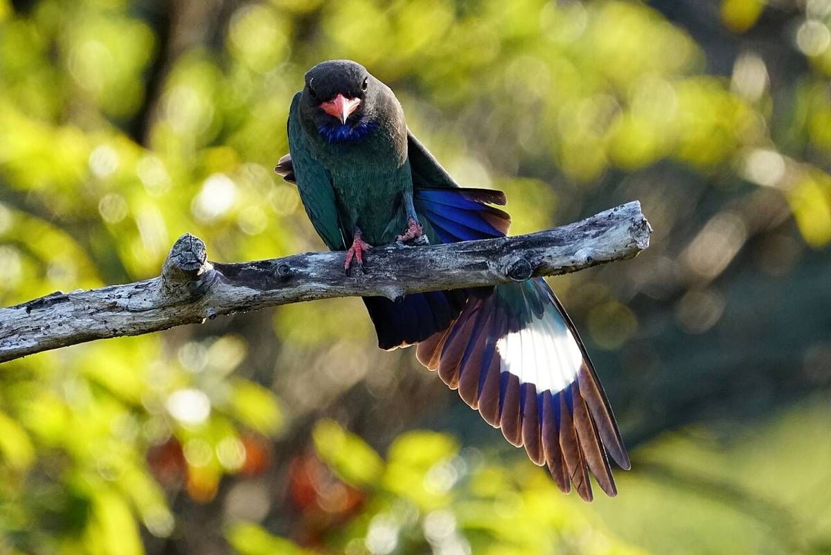 Burung Biru Cantik Asli Indonesia