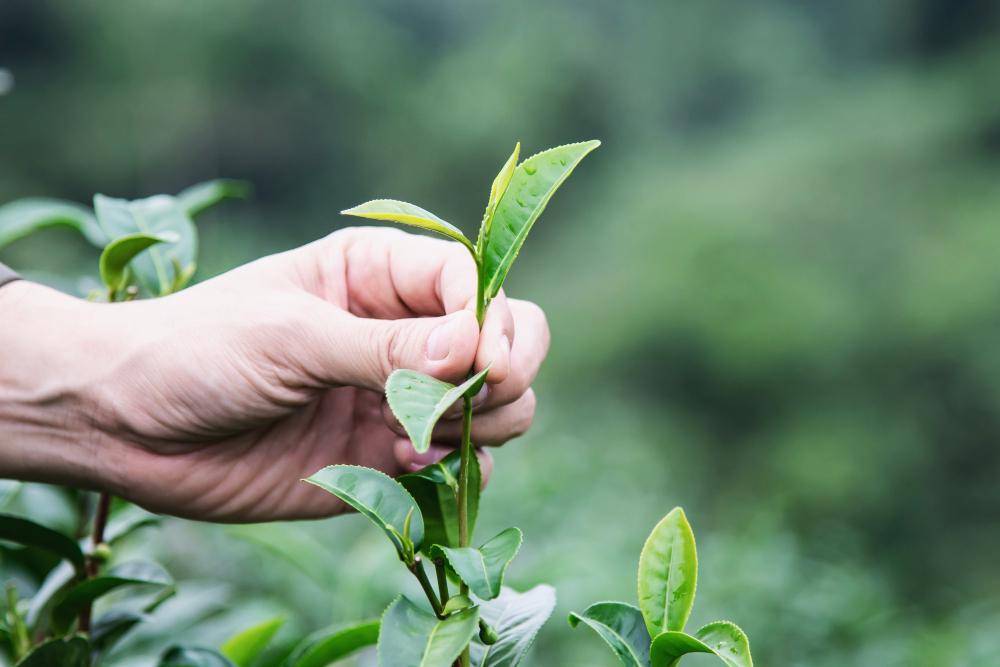 ilustrasi tea tree (freepik.com/jcomp)