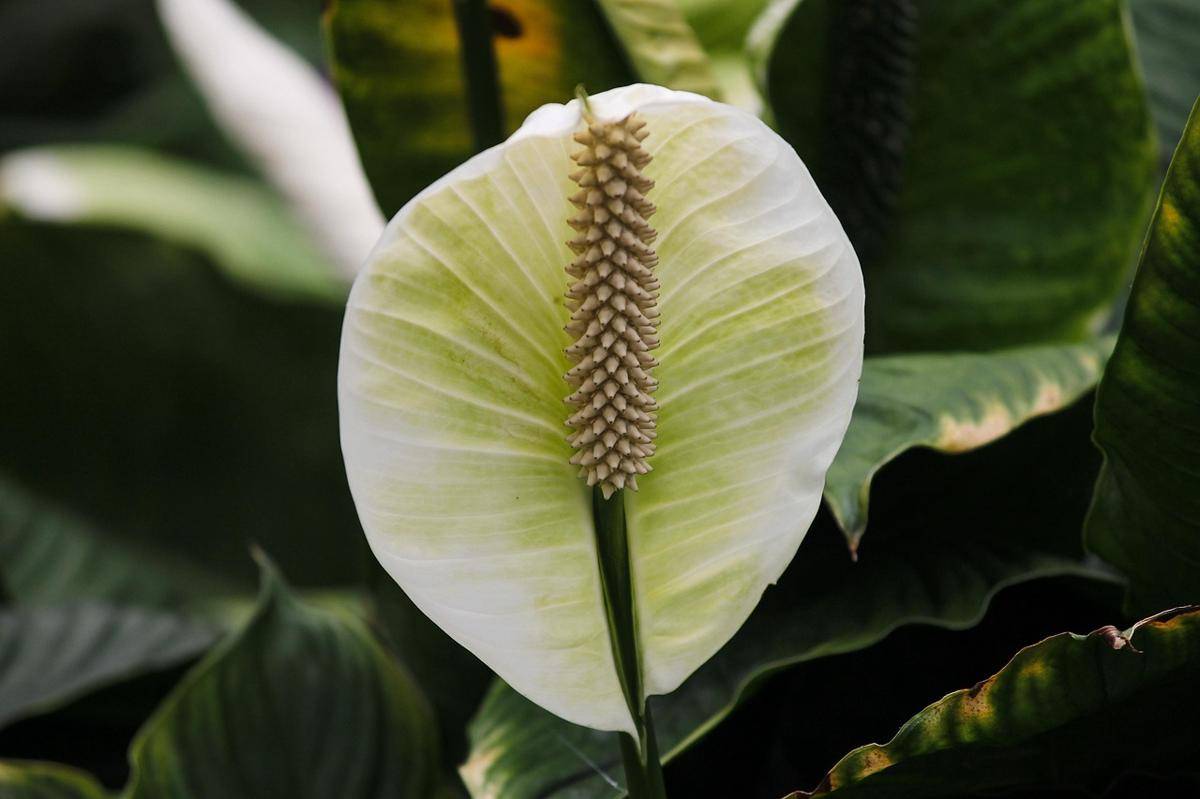 ilustrasi peace lily (pixabay.com/manfredrichter)
