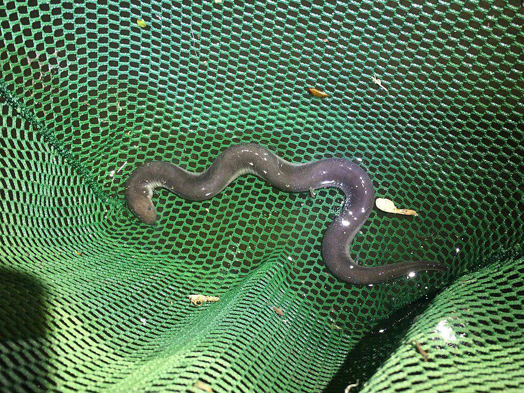 Amphiuma