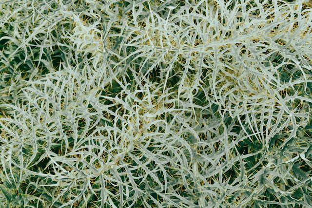 ilustrasi sea moss (unsplash.com/Artem Stoliar)