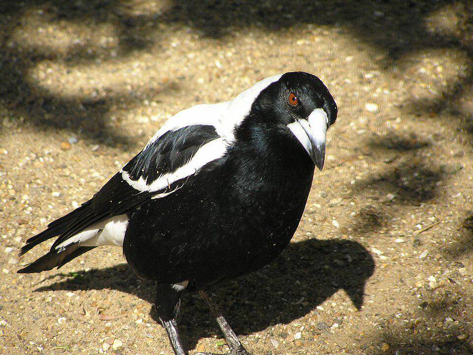 tampang mengintimidasi jagal punggung hitam (commons.wikimedia.org/frank wouters)