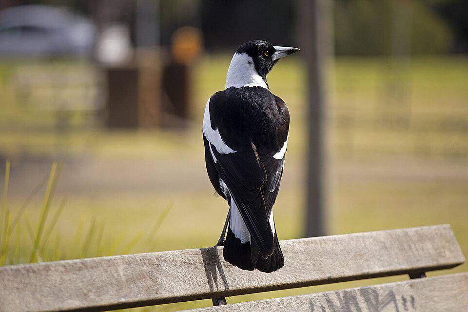 jagal punggung hitam bertengger di kursi taman (commons.wikimedia.org/Bidgee)