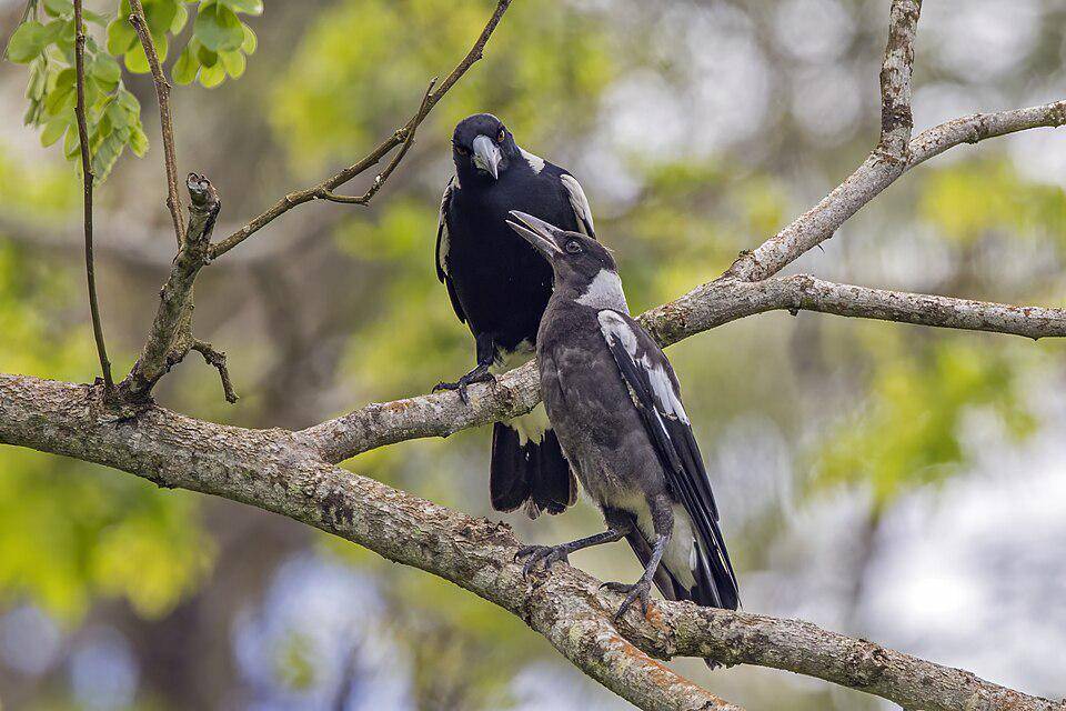 induk jagal punggung hitam dan anaknya (commons.wikimedia.org/Charles J. Sharp)