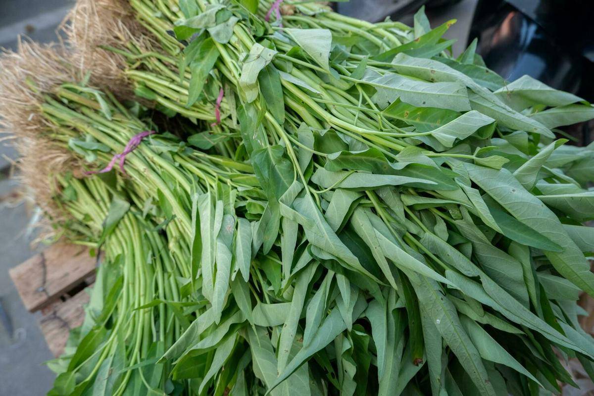 Kangkung (vecteezy.com/Muhammad Gunawansyah)