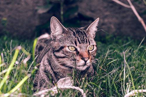 Brazilian Shorthair