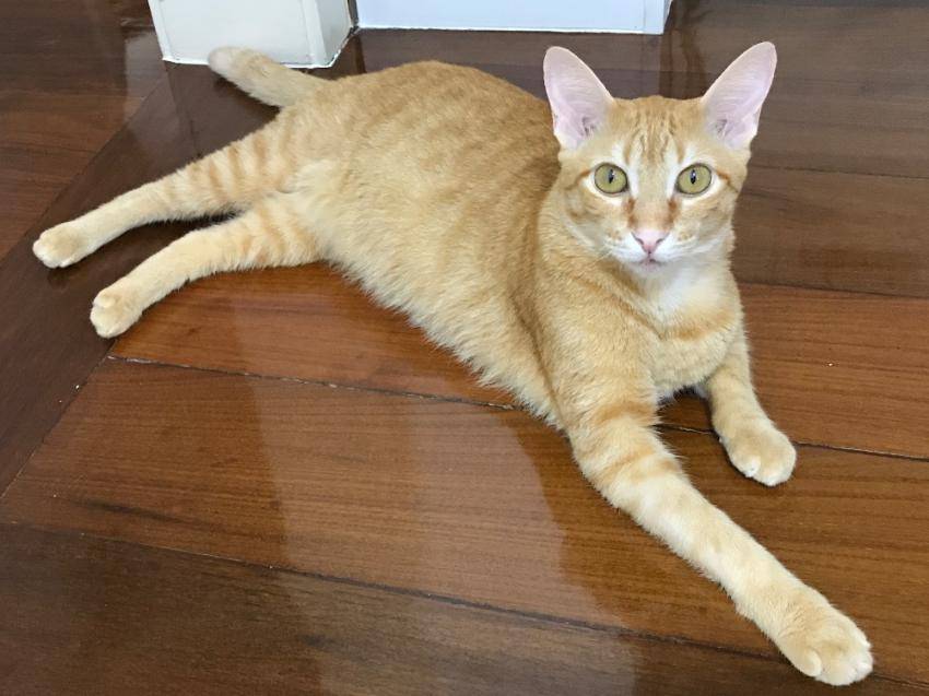 Brazilian Shorthair